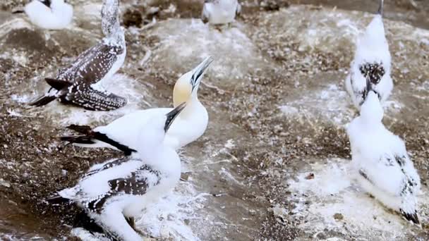 Gannet Colony Cliff Sea Bird Reserve Wildlife Sanctuary Muriwai Beach — Vídeo de Stock