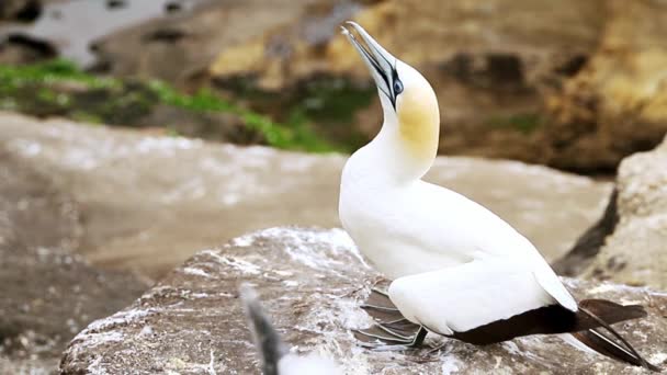 Gannet Colony Cliff Sea Bird Reserve Wildlife Sanctuary Muriwai Beach — Stock Video