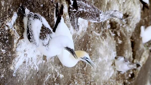 Gannet Colony Cliff Sea Bird Reserve Wildlife Sanctuary Muriwai Beach — Stok video