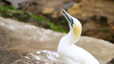 gannet colony on a cliff, sea bird reserve, wildlife sanctuary on muriwai beach new zealand. High quality FullHD footage