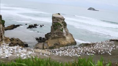 gannet colony on a cliff, sea bird reserve, wildlife sanctuary on muriwai beach new zealand. High quality FullHD footage