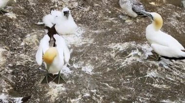 Uçurumdaki sümsük kuşu kolonisi, deniz kuşu rezervi, Muriwai sahilindeki vahşi yaşam sığınağı Yeni Zelanda. Yüksek kaliteli FullHD görüntüler
