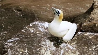 gannet colony on a cliff, sea bird reserve, wildlife sanctuary on muriwai beach new zealand. High quality FullHD footage