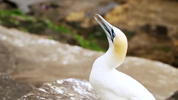 Gannet Colony Cliff Sea Bird Reserve Wildlife Sanctuary Muriwai Beach — Stockvideo