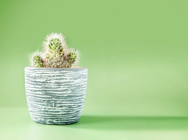 Fresh Cactus Ceramic Pot Isolated Light Green Background High Quality — Stock Photo, Image
