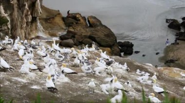 Uçurumdaki sümsük kuşu kolonisi, deniz kuşu rezervi, Muriwai sahilindeki vahşi yaşam sığınağı Yeni Zelanda. Yüksek kaliteli FullHD görüntüler