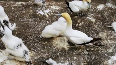 gannet colony on a cliff, sea bird reserve, wildlife sanctuary on muriwai beach new zealand. High quality FullHD footage