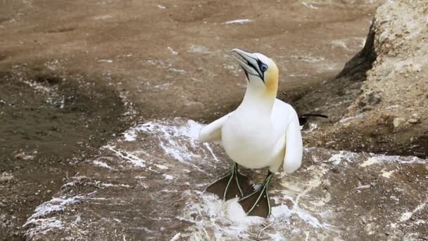 Gannet Colony Cliff Sea Bird Reserve Wildlife Sanctuary Muriwai Beach — Wideo stockowe