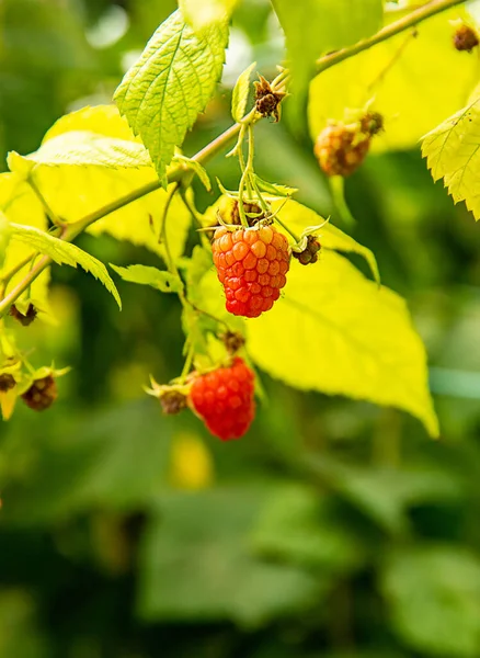 Fresh Organic Raw Raspberries Growing Heady Picking Farm Pick Your — Stock Photo, Image