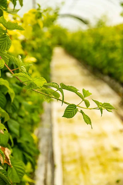 Fresh Organic Raw Raspberries Growing Heady Picking Farm Pick Your — Stock Photo, Image