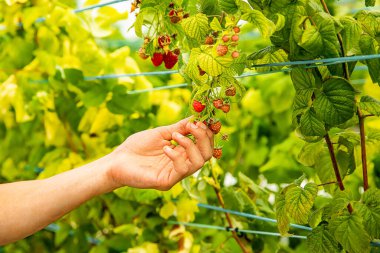 Taze organik çiğ ahududu yetişiyor ve çiftlikten toplamak için baş döndürücü, kendi yaz hasatınızı kendiniz toplayın. Yüksek kalite fotoğraf