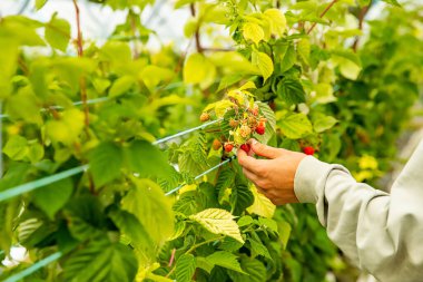 Taze organik çiğ ahududu yetişiyor ve çiftlikten toplamak için baş döndürücü, kendi yaz hasatınızı kendiniz toplayın. Yüksek kalite fotoğraf