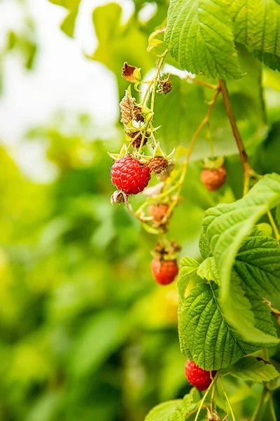 stock image fresh organic raw raspberries growing and heady for picking at the farm, pick your own, summer harvest. High quality photo