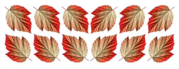绿色红色秋天的叶子在白色的背景上被隔离 高质量的照片 — 图库照片