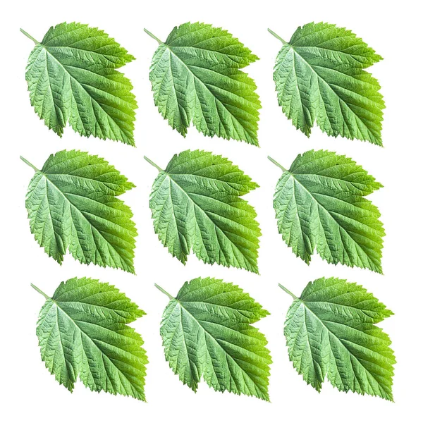 Beyaz Arka Planda Izole Edilmiş Ahududu Yeşili Taze Yapraklar Yüksek — Stok fotoğraf
