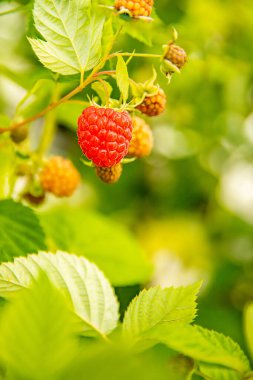 Taze organik çiğ ahududu yetişiyor ve çiftlikten toplamak için baş döndürücü, kendi yaz hasatınızı kendiniz toplayın. Yüksek kalite fotoğraf