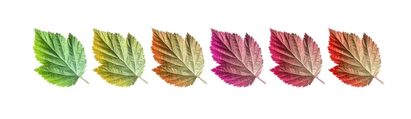 绿色红色秋天的叶子在白色的背景上被隔离 高质量的照片 — 图库照片