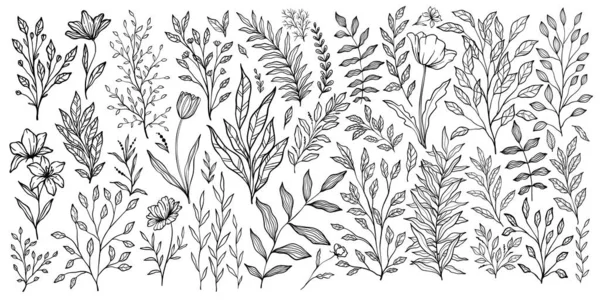 Коллекция Ветвей Листьев Цветочный Винтажный Набор Ручной Работы Иллюстрация Линии — стоковый вектор