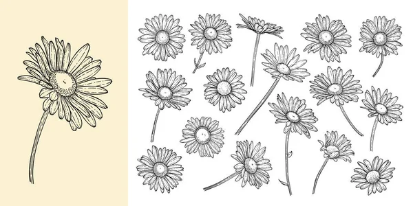 Набір Красивих Монохромних Чорно Білих Квіток Ізольованих Привітання Листівок Запрошень — стоковий вектор