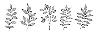 Dal ve yaprak koleksiyonu. Çiçekli el yapımı vintage set. Çizim çizgisi çizimi. Tebrik kartları ve düğün davetiyeleri için element tasarımı, doğum günü