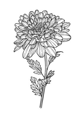 İzole edilmiş tek renkli, siyah beyaz papatya çiçeği. Tebrik kartı ve düğün davetiyeleri için, doğum günü, Sevgililer Günü, Anneler Günü ve diğer mevsimsel tatiller için.,