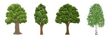 Ağaç koleksiyonu. Çizgi film yaz ağacı seti. Huş ağacı, akasya, meşe, kavak. Yapraklı çam ağaçları. Bahçe parkı manzarası için yeşil büyük ağaç dikme karikatürü izole vektörü