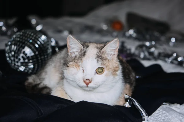 Disabled cats. Caring for special needs pets. Cats Protection. One-eyed blind disabled cat laying in bed at home.