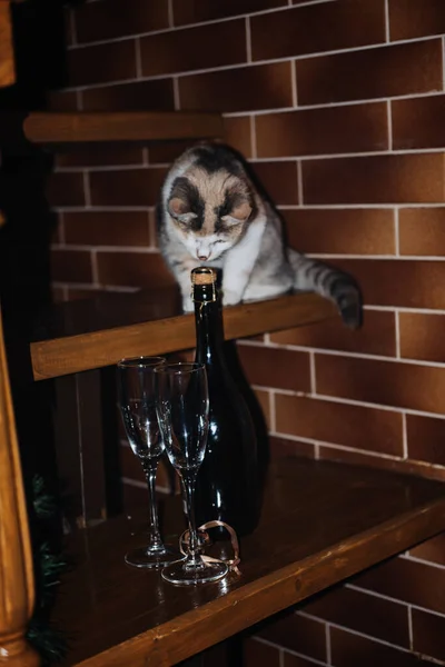 Niedliche Neugierige Katze Schnuppert Champagner Und Gläser Bereit Für Geburtstagsfeier — Stockfoto