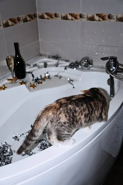 목욕하는 New Years Birthday Party Bathtub 고양이 샴페인 축제를 준비하는 — 스톡 사진