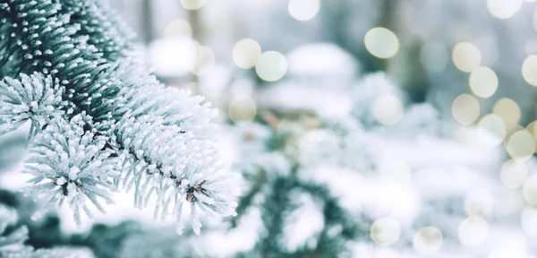 冬季圣诞白雪冷杉树背景 雪松分枝与Bokeh 冬季或圣诞节网页全景横幅与复制空间 — 图库照片