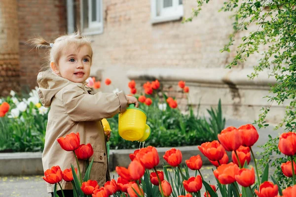 Spring Gardening. Cute toddler little girl in raincoat watering red tulips flowers in the spring summer garden.