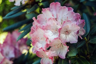 Yumuşak pembe ve beyaz rhododendron çiçeklerinin yakından görüntüsü yemyeşil yaprakların arasında çiçek açıyor..