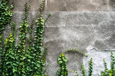 Yeşil sarmaşık sarmaşıkları dokulu beton bir duvara tırmanıyor, kentsel ortamlarda gelişebilme yeteneğini sergiliyor..