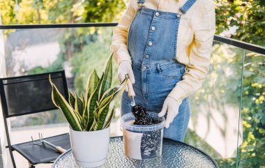 Bir insan, güneşli bir balkonda dururken beyaz bir çömlekteki yılan bitkisini nazikçe geri püskürtür. Bir konteynırdan taze saksı toprağı aktarmak için küçük bir kürek kullanıyorlar. Bu da bitkilerin bakımını gösteriyor.