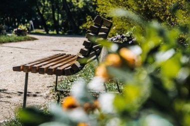 Bereketli yeşil bitkiler ve güneşli bir parkta sarmaşıklarla çevrili ahşap bir park bankı. Doğa ve kentsel rahatlama kavramı.