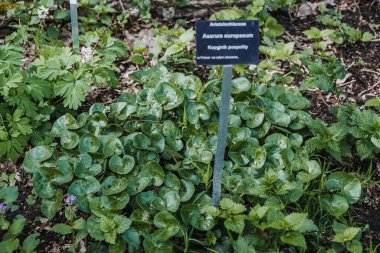 Botanik etiketli Asarum Europaeum Fabrikası. Aristolokiaceae ailesi, Avrupa yabani zencefil, doğa, botanik fotoğrafçılık, bahçe görüntüsü, eğitim bitkisi tanımlama kavramı.