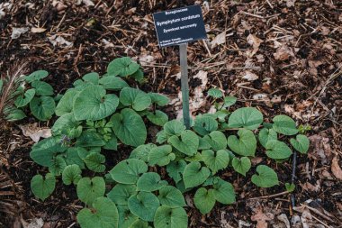 Bahçesinde botanik etiketi bulunan Symphytum Cordatum Comfrey fabrikasının kapatılması, eğitim amaçlı bitki tanımlama amacıyla kullanılır..