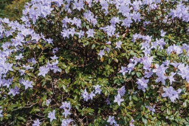 Rododendron Mavi Rüya Bitkisi. Ericaceae ailesi, botanik bahçesi, tür tanımlaması, eğitim gösterisi, doğa, bahçıvanlık, çiçekçilik konsepti.