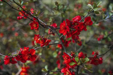 Chaenomeles 'in yakın çekimi Superba Çiçekli Quince çalısı parlak kırmızı çiçeklerle, canlı bahar çiçeklerini ve süslemeli güzelliği vurguluyor.