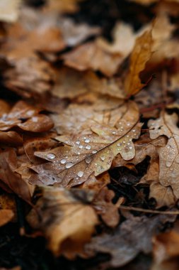Kuru kahverengi sonbahar yapraklarındaki yağmur damlaları yumuşak odak noktasında organik dokuları ve doğal bozulmayı vurguluyor. Çevre dostu zemin örtüsü ve toprak zenginleştirme kavramı.