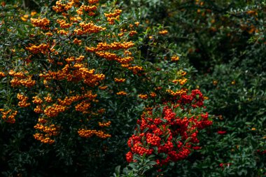 Pyracantha shrubs with vibrant orange and red berries in natural garden. Firethorn plant displaying bold seasonal colors and lush greenery clipart