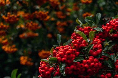 Yeşil çalı üzerinde canlı kırmızı Pyracantha meyveleri kümeleri. Doğal bahçe ortamında ateş dikenli bitki, cesur mevsimlik renkler sergiliyor.