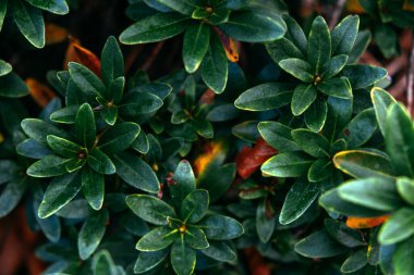 Rododendron ferruginyumuna yakın çekim. Canlı yeşil yapraklar ve kırmızımsı kahverengi alt kısımları doğal dokusunu ve alp güzelliğini gözler önüne seriyor.