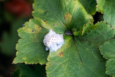 Beyaz kozaya benzer bir yapının makro görüntüsü ya da yumurta kütlesi yeşil bir yaprağın üzerinde küçük kahverengi noktalar, doğal ortamlarda geçiyor.