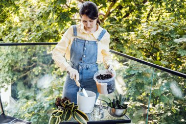 Güneşli bir apartmanın balkonunda saksı bitkilerini incelemek için eğilen genç bir kadın. Sürdürülebilir kentsel tarım, yeşil daire, evde büyümek, dikkatli rutinler. Yüksek kalite fotoğraf