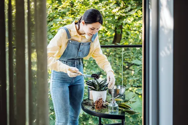 Genç Asyalı kadın yeşil alanlarla çevrili bir balkon masasında saksı bitkileri düzenliyor. Bitki tasarımı, sürdürülebilir tasarım, bilinçli dekor, ekolojik yaşam estetiği. Yüksek kalite fotoğraf