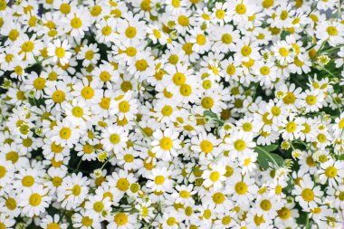 Parlak sarı merkezleri ve narin beyaz yaprakları olan bir demet papatya çiçeği. Doğal ilaçlar, organik tarım, bitkisel şifa, sürdürülebilir tarım. Yüksek kalite fotoğraf