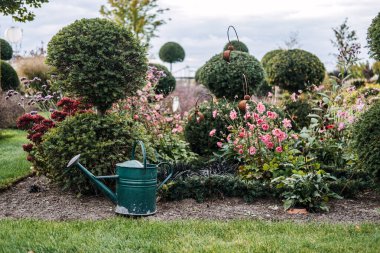 Yeşil metal sulama tenekesi, çiçek açan bir bahçede güzelce budanmış ağaç ağacının yanında. Bahçe bakımı, sürdürülebilir bahçe düzenlemesi, süs bahçeleri, ev bahçeleri. Yüksek kalite fotoğraf