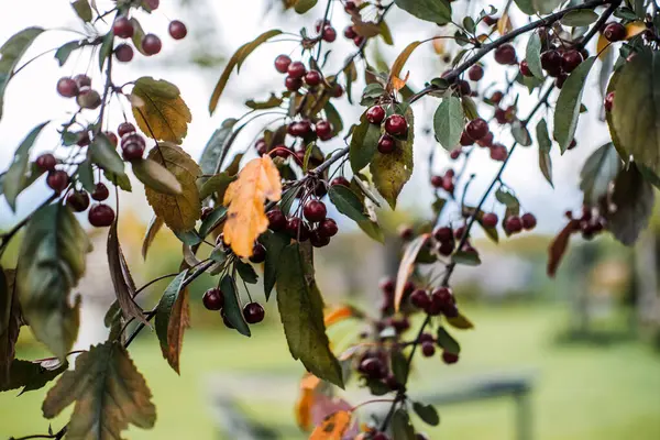 Malus hupehensis aynı zamanda Çin yaban elmalı yaban elması ve Hupeh yaban elması olarak da bilinir. Kırmızı meyveli ve parlak yapraklı. Süs değeri olan biyolojik çeşitlilikle ilgili gıda kaynağı ve tozlaştırıcı desteği. 