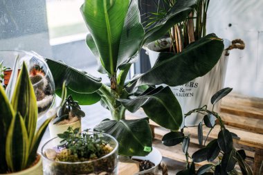 Çağdaş bir mağazanın içindeki bir pencerenin düzenlediği saksılarda yemyeşil ev bitkileri koleksiyonu. Kapalı alanda yeşillik, ev bitkisi eğilimi, şehir ormanları, çağdaş bitki tasarımı. Yüksek kalite fotoğraf